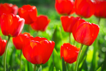Obraz premium Beautiful red tulips background outdoors