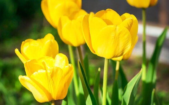 Yellow tulips flowerbed Spring background.