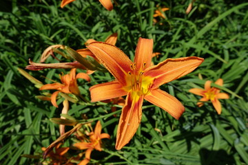 Orange flowers of Hemerocallis fulva in mid June