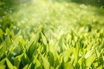Green grass background. Lilies of the valley with sunny glare. The far background is blurred.