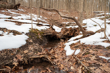 Forest stream flows under branches and fallen leaves.