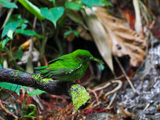 Green Broadbill Female in the Public Nation Park at South of Thailand