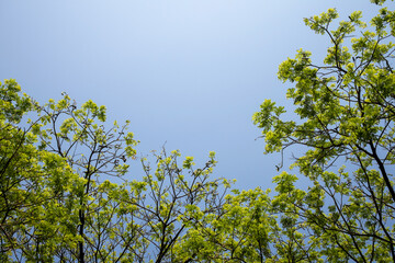 Fototapeta premium Tree branches against a blue sky. Beautiful Samanea Saman leaves glows in the sun. Nature background with copy space.