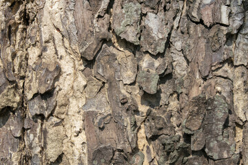 Texture of embossed bark of an old big trees. Beautiful close up shot of Samanea Saman under sunlight. A nature abstract background.