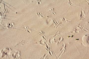 Fototapeta na wymiar Close up bird footprints on a sand