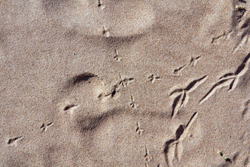 Close up bird footprints on a sand