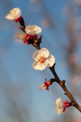 Marco picture of apricot flowers blooming on a branch , Organic garden , Italy .