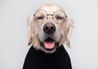 Dog in clothes. Golden retriever in round glasses and a black jacket sits on a white background. Pets concept in stylish images