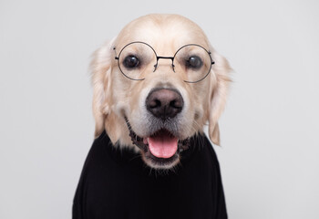 Dog in clothes. Golden retriever in round glasses and a black jacket sits on a white background....