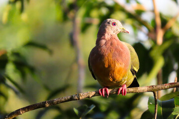 Pink-necked green pigeon
