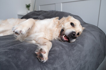 A cheerful dog lies on a bed with a gray blanket. Happy golden retriever in the bedroom. The concept of animals in the house.