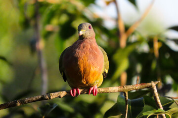 Pink-necked green pigeon