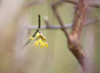 First yellow flowers of the Cornus mas, the Cornelian cherry, European cornel or Cornelian cherry dogwood emerging in early spring. Viewed between branches of the hedge for a vista or window effect.
