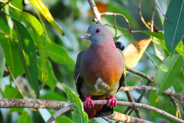 Pink-necked green pigeon