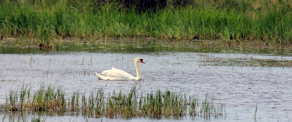 un cygne