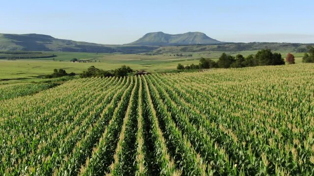 Retreating aerial over neat rows of maize field on rural African farm