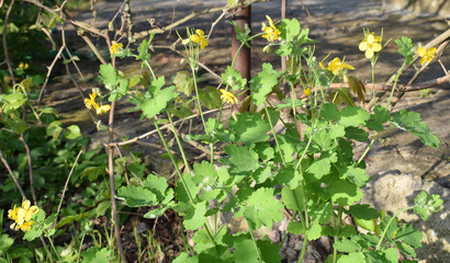 Bloom сhelidonium majus, commonly known as greater celandine. 