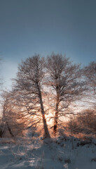 Frosty winter evening in Forest, trees in snow and hoarfrost on the background of sunset in backlit