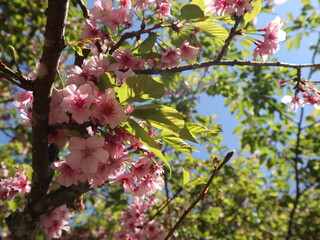 Japanese cherry blossom tree with blue sky design for family lifestyle close-up