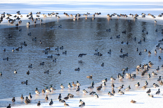 Flock ducks on frozen pond in snowy park. Wintering ducks - Powered by Adobe