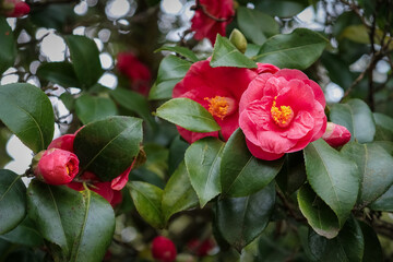 red flowers of flowering camellia trees in a romantic old spring garden