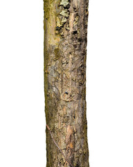 Fototapeta premium Tree Trunk Isolated On White Background