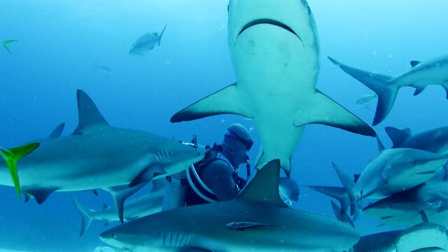 Sharks swimming by scuba diver on ocean floor off coast of Grand Bahama