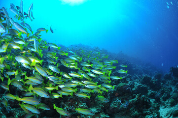 Fototapeta na wymiar 黄色い魚、ヨスジフエダイの群