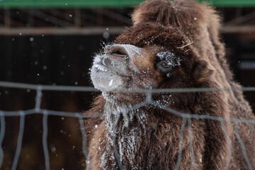 Close up portrait of Bactrian camel (Camelus bactrianus), also known as the Mongolian camel or domestic Bactrian camel. Selective focus.