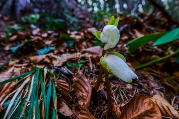 fresh snow rose in the forest floor