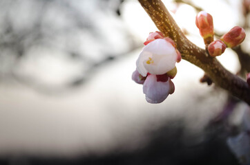 white flowers on a tree