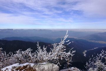 frozen plants on the top of mountain with wonderful view