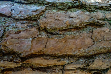 gnarled tree bark from a large tree in a forest macro