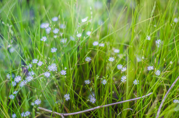 green grass with white flowers