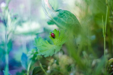 ladybug on a green grass