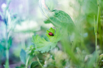 ladybird on a green leaf