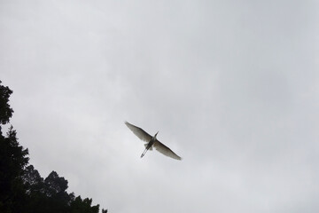 japanese crane in flight