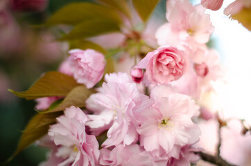 Naklejka na ściany i meble pink sakura blossoms