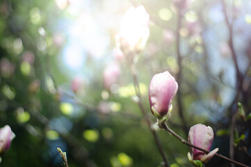 magnolia tree blossom