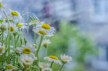 daisies on the window