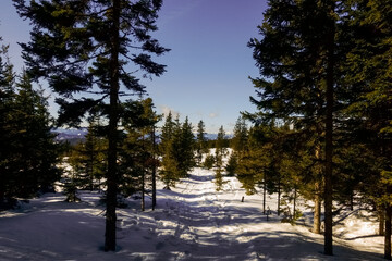 path through pine trees while hiking in the winter