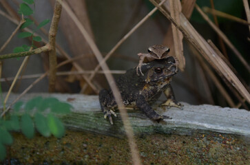 toad on the stone