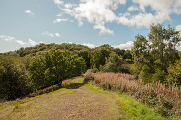Fototapeta na wymiar Autumn leaves and trees on the Malvern hills of England.