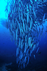 sipadanのバラクーダの群