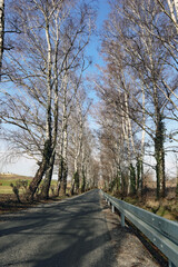 Birkenallee mit Leitplanke