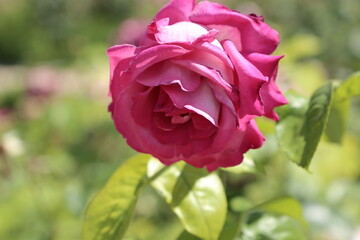 Rosa