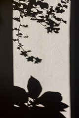 Shadow from flowerpots on the wall of the room