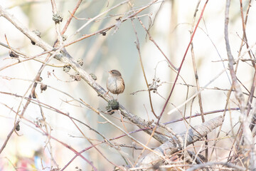 An Eurasian wren perched on a tree branch. Taken in Burgos, Spain, in February 2021.