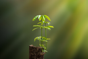 New Life concept  with seedling growing sprout from old trees.
Symbol of new beginning or business...