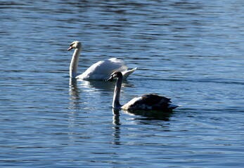 Schwanenpaar auf dem Rhein